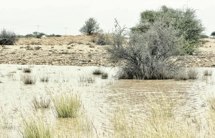 الأمطار الموسمية وجهود الرقابة تعيدان للبر عافيته