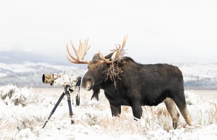 "انقلبت الأدوار".. أمريكية توثق حيوان موظ شقي "احتل" مكانها خلف الكاميرا