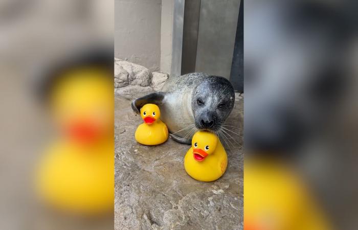 فقمة مولعة بدمى البط المطاطي تخطف الأنظار في حوض أسماك نيو إنغلاند