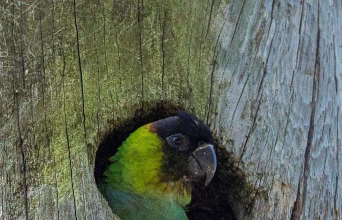 رأسه بجهة وذنبه بجهة أخرى..صورة ببغاء داخل عمود هاتف خشبي تحيّر الأشخاص