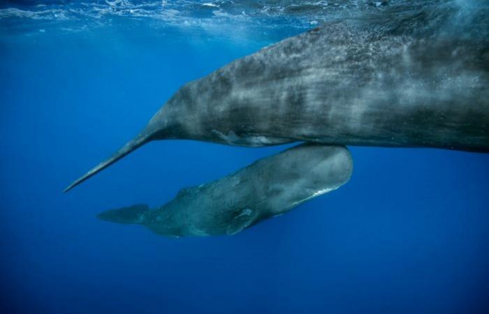 عملية ولادة بمنتصف البحر..هكذا رصد علماء خروج حوت من أحشاء أمه