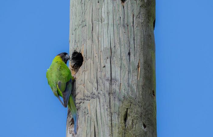 رأسه بجهة وذنبه بجهة أخرى..صورة ببغاء داخل عمود هاتف خشبي تحيّر الأشخاص