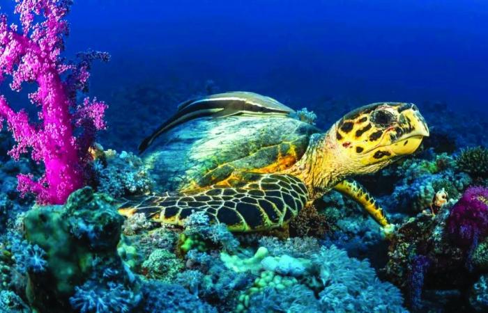  وزارة البيئة تعلن انطلاق موسم تعشيش السلاحف البحرية في قطر