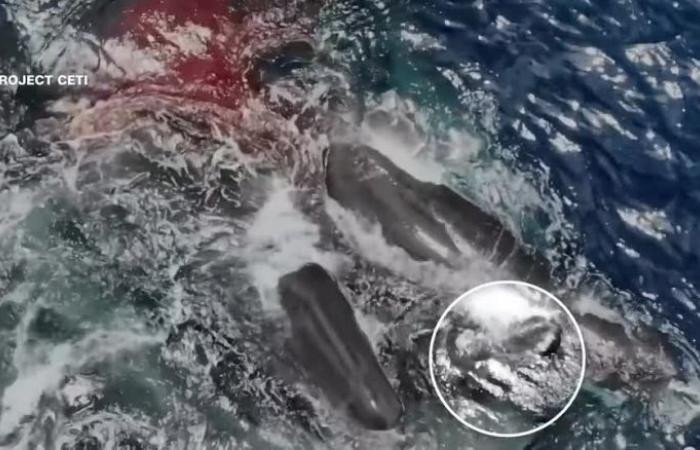 عملية ولادة بمنتصف البحر..هكذا رصد علماء خروج حوت من أحشاء أمه