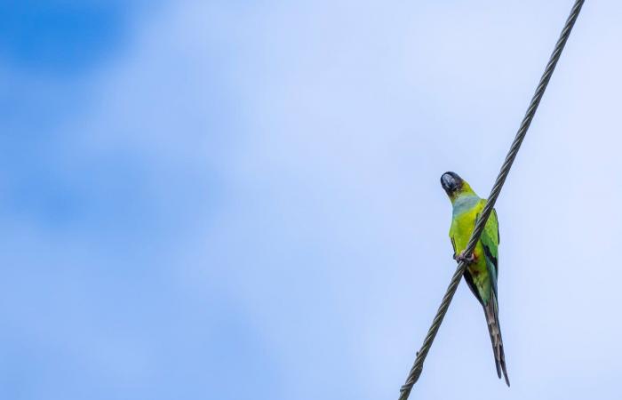 رأسه بجهة وذنبه بجهة أخرى..صورة ببغاء داخل عمود هاتف خشبي تحيّر الأشخاص