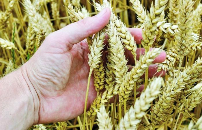 أسعار الغذاء العالمية ترتفع إلى أعلى مستوى لها منذ ديسمبر 2025