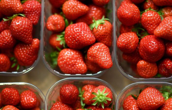 مصر..الحكومة توضح حقيقة رفض تصدير شحنات فراولة للخارج بزعم احتوائها على "مواد مسرطنة"