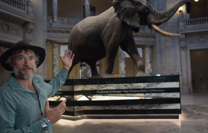 هل الفيل "الشبح" في أنغولا حقيقة أم أسطورة كما اعتُقد على مدى عقود؟