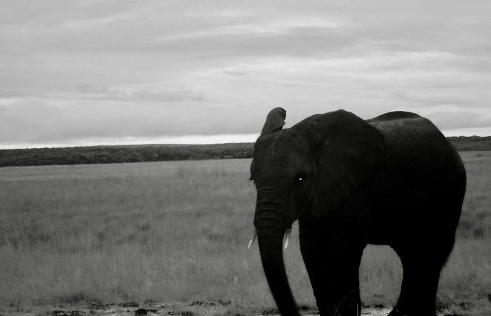 هل الفيل "الشبح" في أنغولا حقيقة أم أسطورة كما اعتُقد على مدى عقود؟
