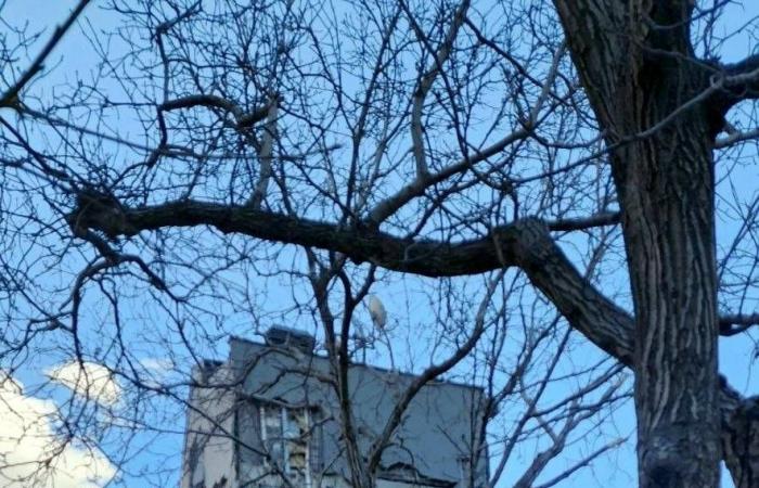 في
      تهديدات
      جديدة...
      ترمب
      يبدو
      متشجعاً
      بفضل
      عملية
      إنقاذ
      ناجحة