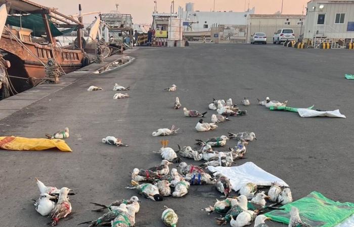 ضبط مجموعة من الصيادين إثر قيامهم بصيد 95 طائراً من طيور الصلال
