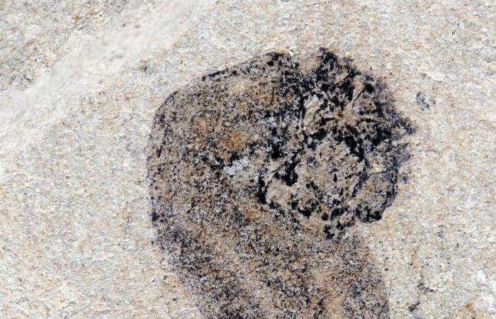 حفريات في الصين تكشف عن تنوع الحياة الحيوانية قبل ملايين السنين