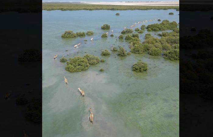 إماراتية توثق مشهدًا غير مألوف لمجموعة من الإبل تمشي في مياه البحر بأم القيوين