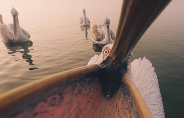 بجعة فضولية تفاجئ مصورا يونانيًا..هكذا بدت بصورة طريفة التقطها