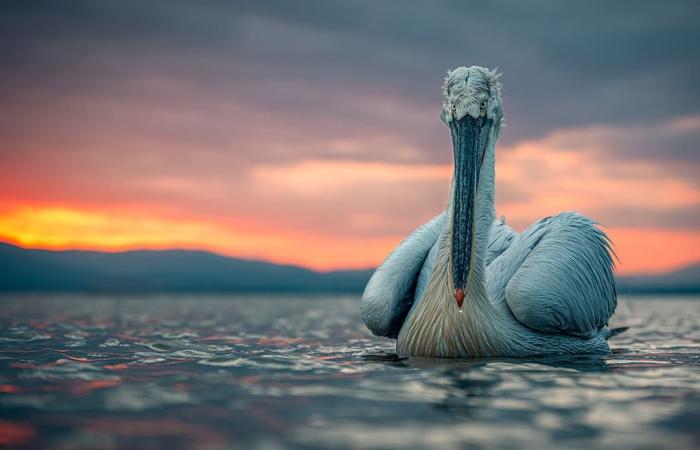 بجعة فضولية تفاجئ مصورا يونانيًا..هكذا بدت بصورة طريفة التقطها