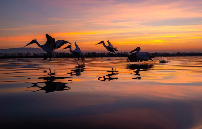 بجعة فضولية تفاجئ مصورا يونانيًا..هكذا بدت بصورة طريفة التقطها