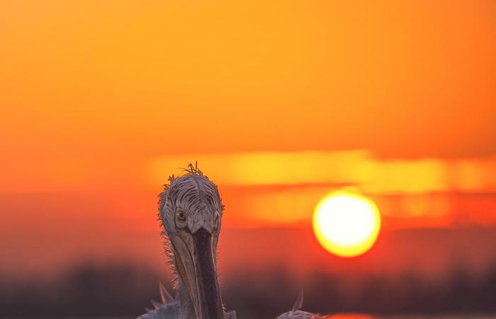 بجعة فضولية تفاجئ مصورا يونانيًا..هكذا بدت بصورة طريفة التقطها