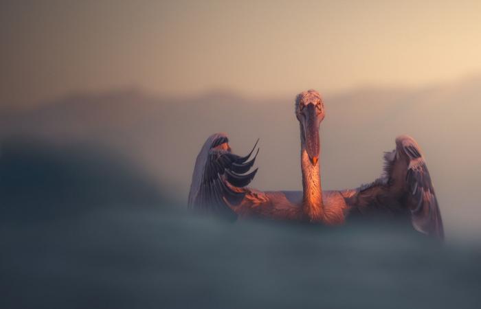 بجعة فضولية تفاجئ مصورا يونانيًا..هكذا بدت بصورة طريفة التقطها