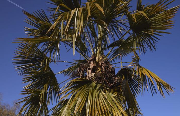 هل سيغيب "المايوه المثير" نهائيًا من موضة أزياء السباحة؟