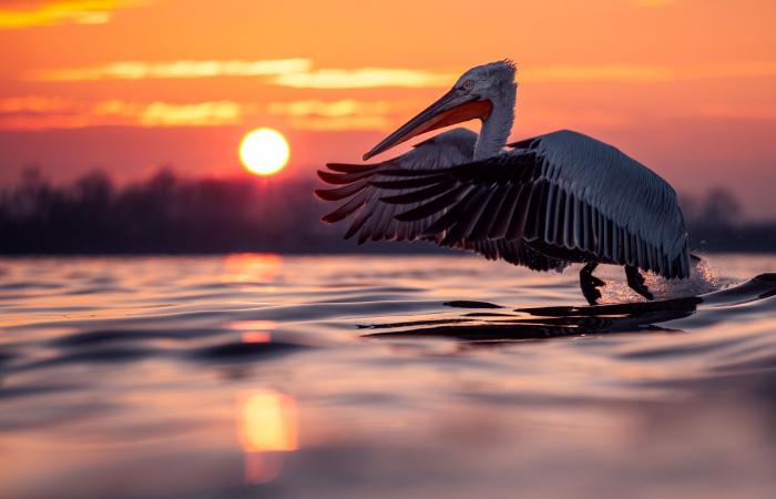 بجعة فضولية تفاجئ مصورا يونانيًا..هكذا بدت بصورة طريفة التقطها