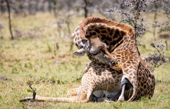 مشهد نادر وحميم.. مصور يوثق لحظة ولادة زرافة خلال وقوفها في كينيا