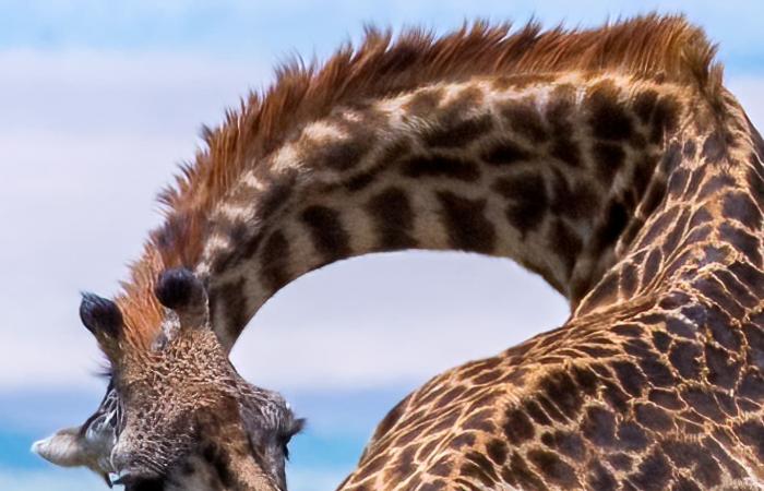 مشهد نادر وحميم.. مصور يوثق لحظة ولادة زرافة خلال وقوفها في كينيا