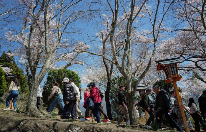 جمال
      يُكلّف
      اليابانيين
      كثيراً...
      أزهار
      الكرز
      تتحوَّل
      «كابوساً»