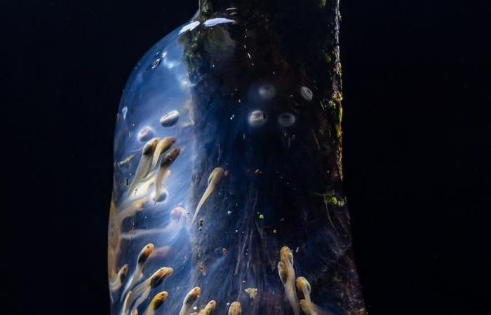 مصور يوثق "أكياسًا هلامية" من بيض الضفادع تنتشر في غابات مدغشقر