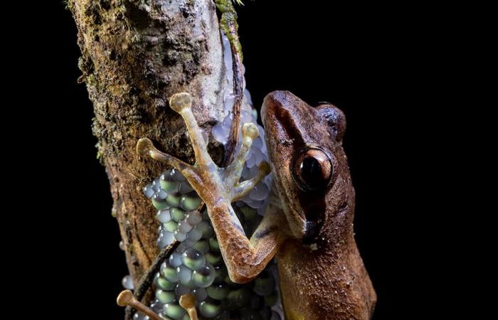 مصور يوثق "أكياسًا هلامية" من بيض الضفادع تنتشر في غابات مدغشقر