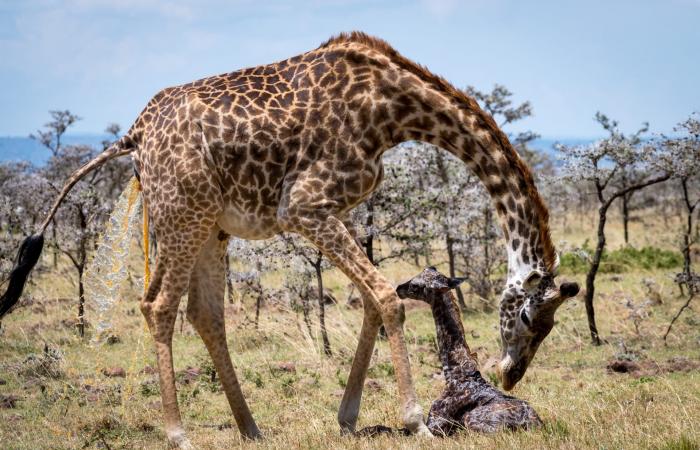 مشهد نادر وحميم.. مصور يوثق لحظة ولادة زرافة خلال وقوفها في كينيا