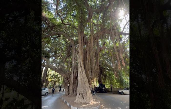 عمرها أكثر من 100 عام.. لبناني يوثق واحدة من أقدم الأشجار في مصر