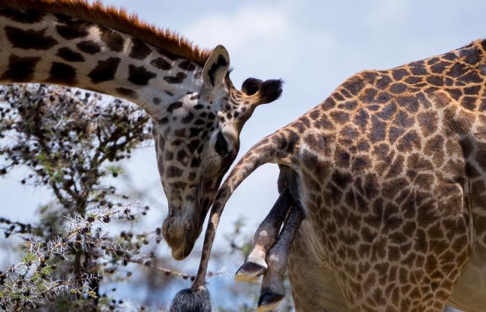 مشهد نادر وحميم.. مصور يوثق لحظة ولادة زرافة خلال وقوفها في كينيا