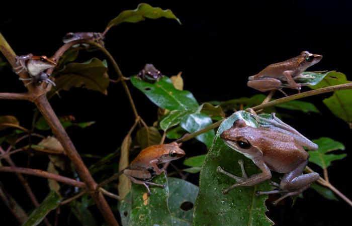 مصور يوثق "أكياسًا هلامية" من بيض الضفادع تنتشر في غابات مدغشقر