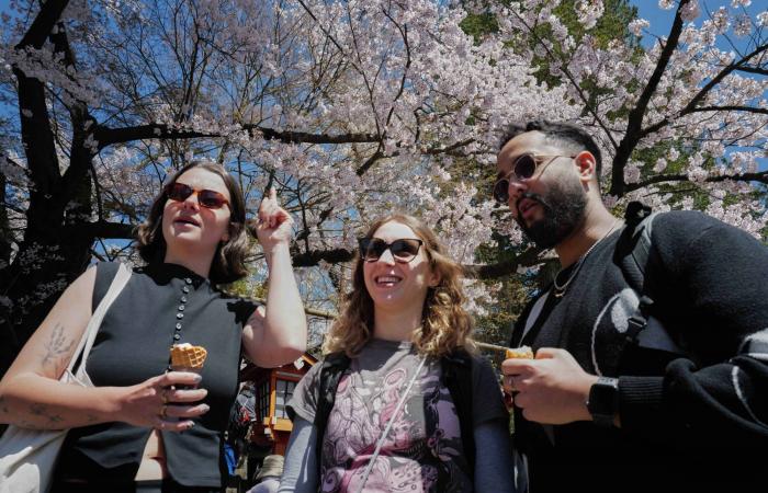 جمال
      يُكلّف
      اليابانيين
      كثيراً...
      أزهار
      الكرز
      تتحوَّل
      «كابوساً»