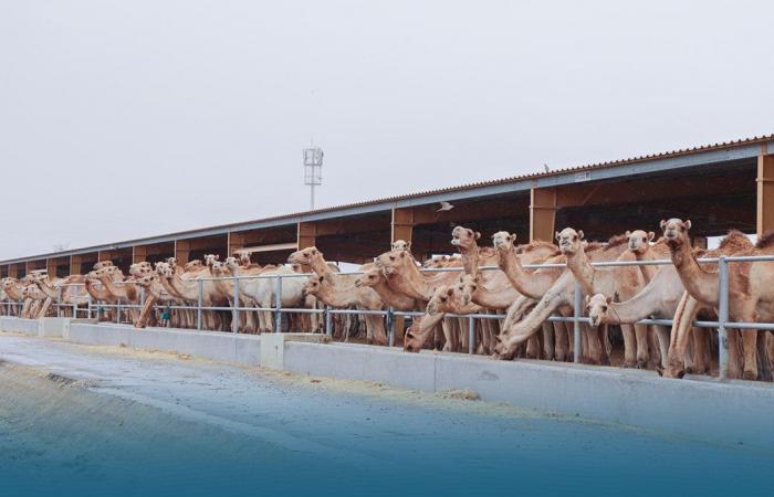 وزير البلدية يتفقد عددا من مؤسسات المنتجات الزراعية والسمكية والحيوانية