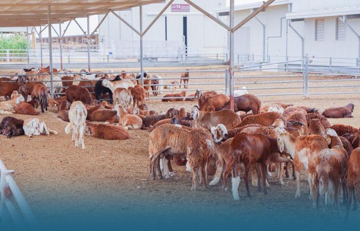 وزير البلدية يتفقد عددا من مؤسسات المنتجات الزراعية والسمكية والحيوانية