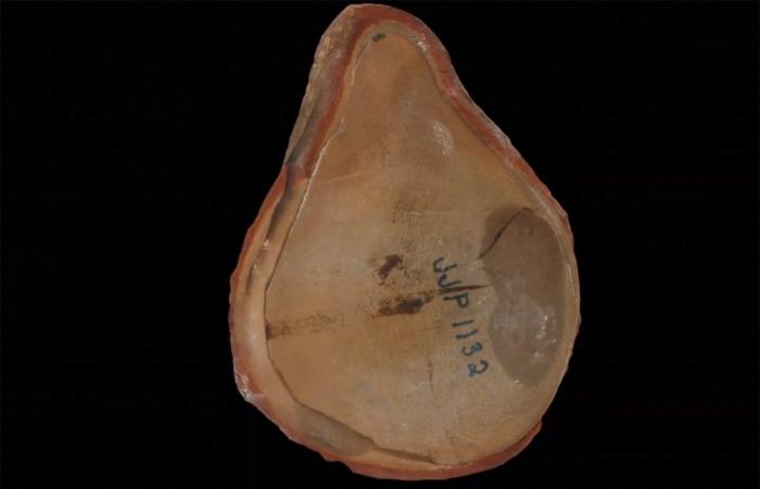 "أقدم أخطبوط في العالم" ليس أخطبوطًا.. دراسة تكشف حقيقنه