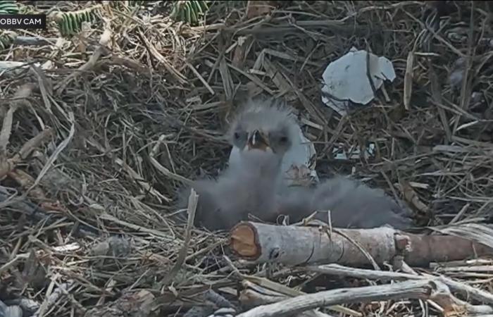 في عيد الفصح.. كاميرا توثق مباشرة فقس بيضة نسر أصلع وخروج فرخ