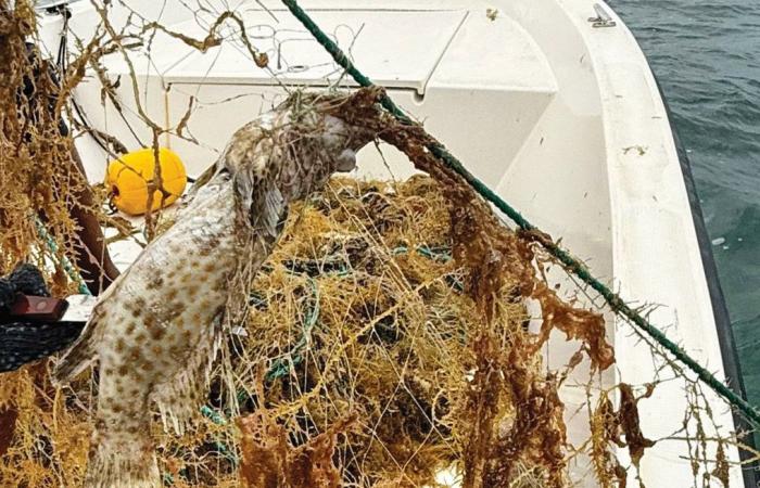 البيئة ترصد حالة نفوق سلحفاة بحرية