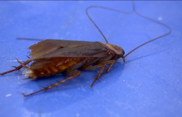 هذه الجامعة تُدرّس علم الأعصاب لطلابها بواسطة الصراصير