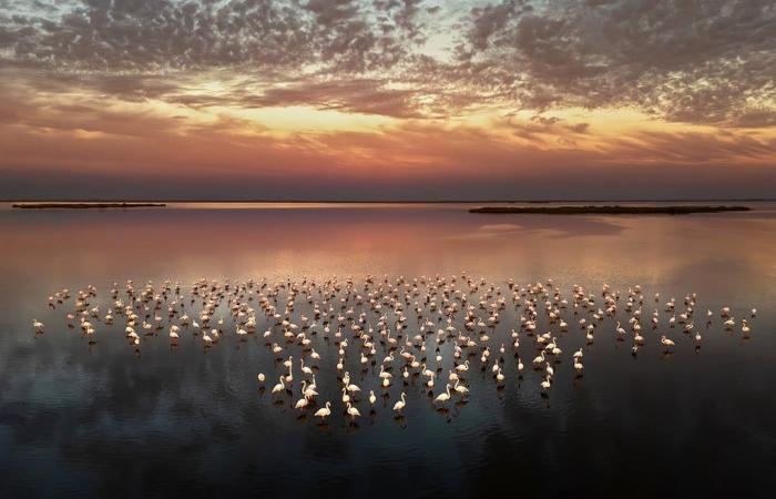 تتحرك مع بعضها البعض..طيور الفلامنجو ترسم مشاهد غريبة وسط بحيرة في تركيا