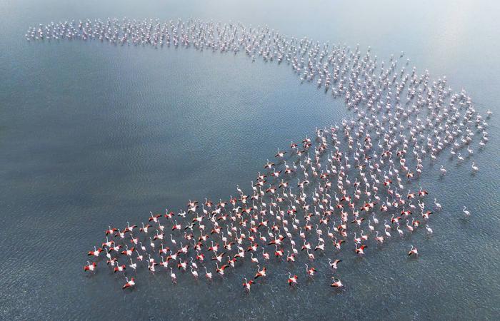 تتحرك مع بعضها البعض..طيور الفلامنجو ترسم مشاهد غريبة وسط بحيرة في تركيا