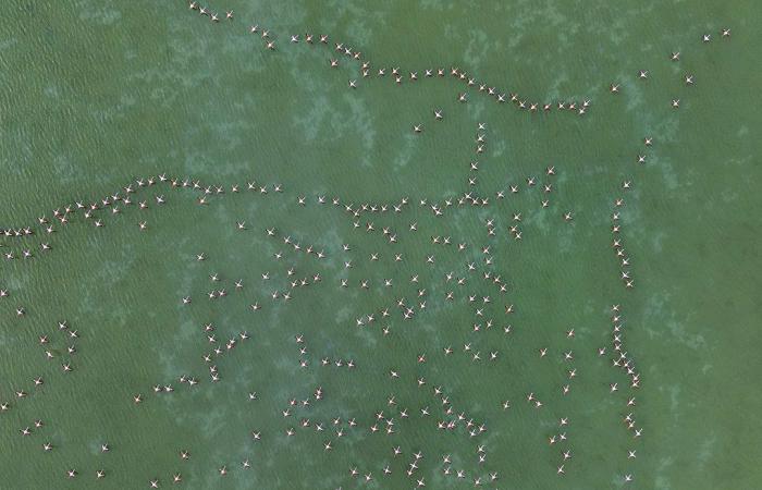 تتحرك مع بعضها البعض..طيور الفلامنجو ترسم مشاهد غريبة وسط بحيرة في تركيا