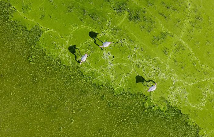 تتحرك مع بعضها البعض..طيور الفلامنجو ترسم مشاهد غريبة وسط بحيرة في تركيا