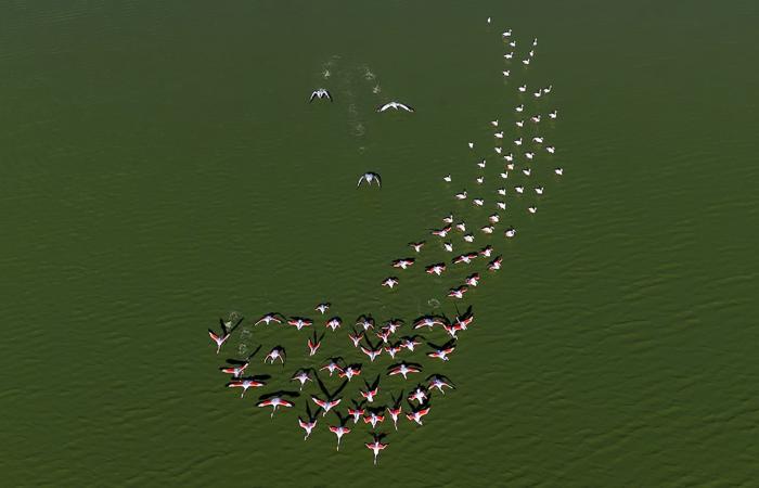 تتحرك مع بعضها البعض..طيور الفلامنجو ترسم مشاهد غريبة وسط بحيرة في تركيا