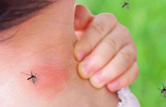 "النامس هلكنا".. شكاوى متزايدة من انتشار البعوض ومطالبات بتكثيف المكافحة