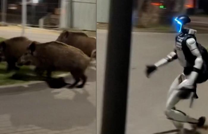 فيديو غريب لروبوت يطارد خنازير برية في شارع ببولندا