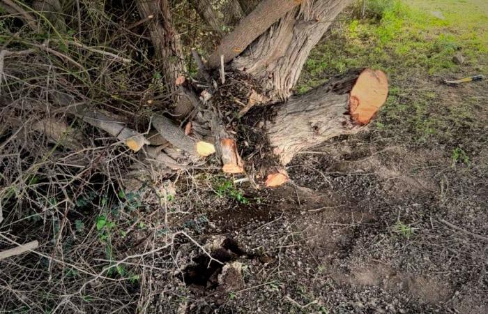 ضبط شخص مخالف قطع أشجار برية في الخريب