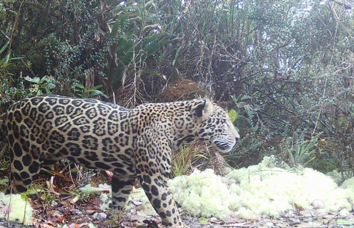 لأول مرة منذ 10 سنوات.. رصد نوع نادر من نمور اليغور في هندوراس