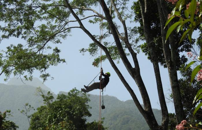 لأول مرة منذ 10 سنوات.. رصد نوع نادر من نمور اليغور في هندوراس